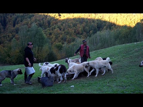 La stâna din