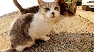 キジシロ猫と灰シロ猫の可愛いコンビがダブルで甘えてきた