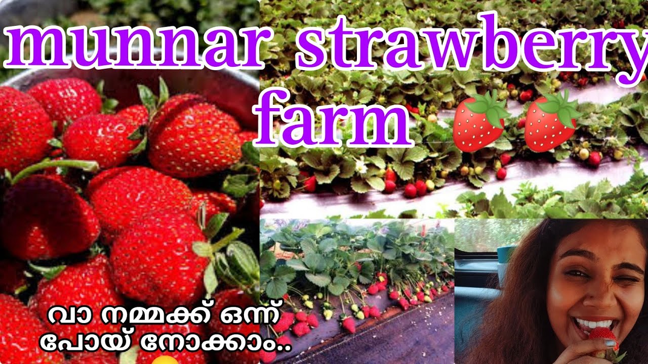 vattavada &kanthallor strawberry farm/munnar strawberry YouTube
