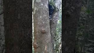 Abelha Tubuna Captura Enxameaçāo.