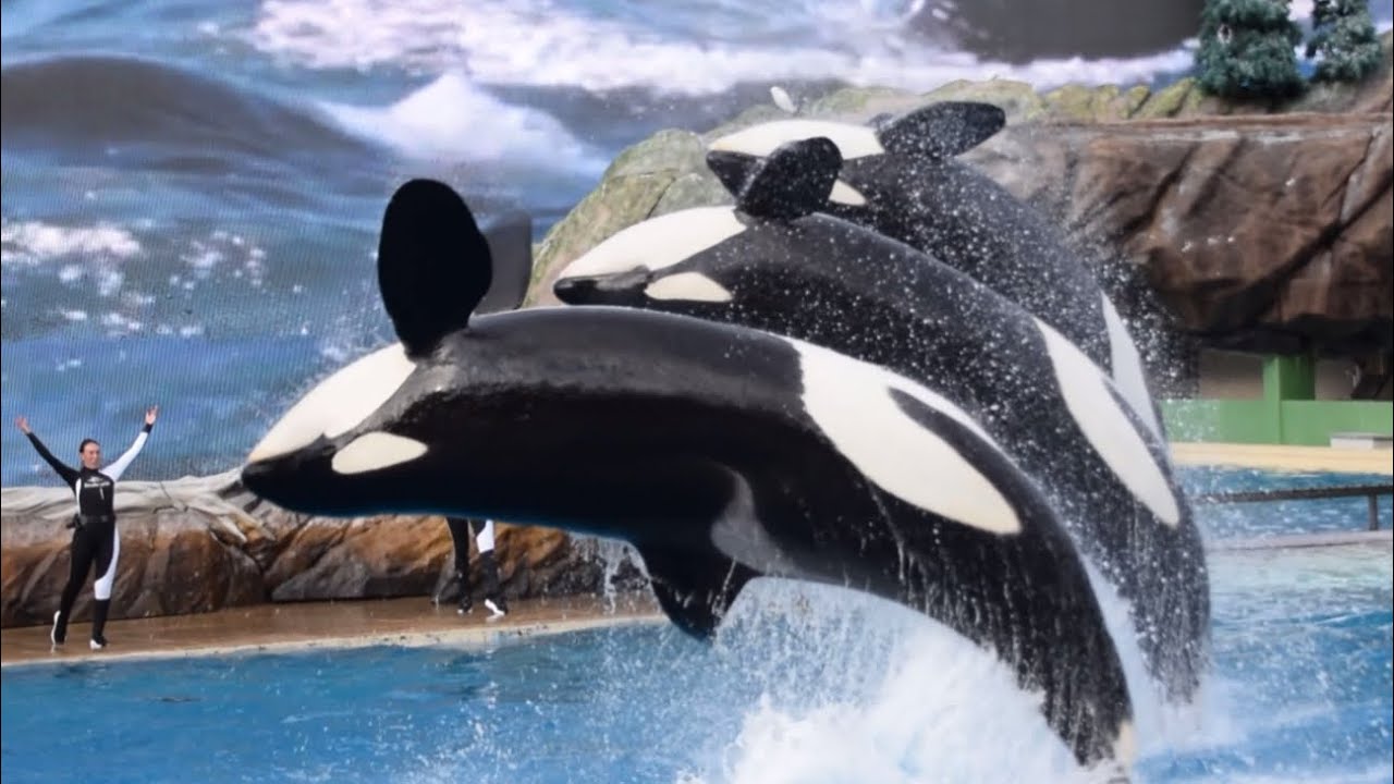 Pass Member Preview of SeaWorld San Diego’s Updated Orca Encounter (Full Show) May 23, 2025 at 6 PM