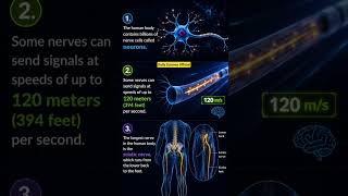 facts about human nerves                        #sciencefacts #science #dailyscience #biology