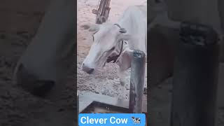 Funny Clever Cow Video #Funnyvideo #Clevercow #Funnyvideo #Funny #Viralshorts