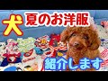 犬の夏のお洋服を紹介します★ペットパラダイス【トイプードルのサラ】Dog clothes introduction