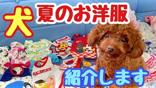 犬の夏のお洋服を紹介します★ペットパラダイス【トイプードルのサラ】Dog clothes introduction