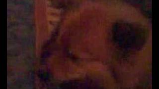 My Dog