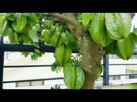 Video: Potted Starfruit Tree Care - Lub Tswv Yim Kom Loj hlob Starfruit Hauv Ntim