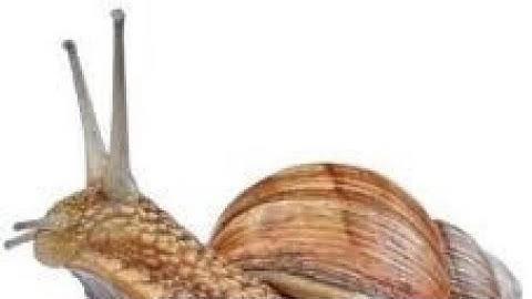 Snails but every repeated word loops back to its first use 