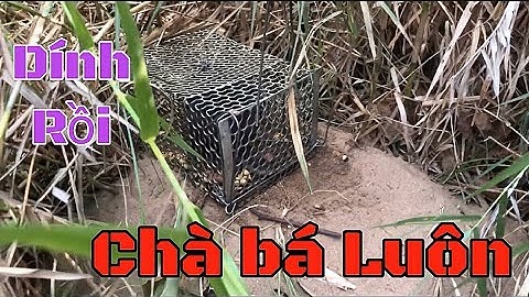 Bẫy chuột cống nhum khổng lồ Lê Tuyên Xinh