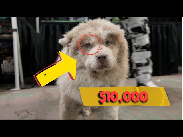 Interviewing Lilac Merle Chow Chow At Dog Show In Dallas Texas