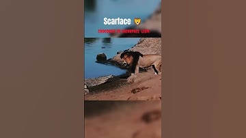 Thumbnail of scarface the king 👑 of masai maara!! #music #hiphop #rap #song