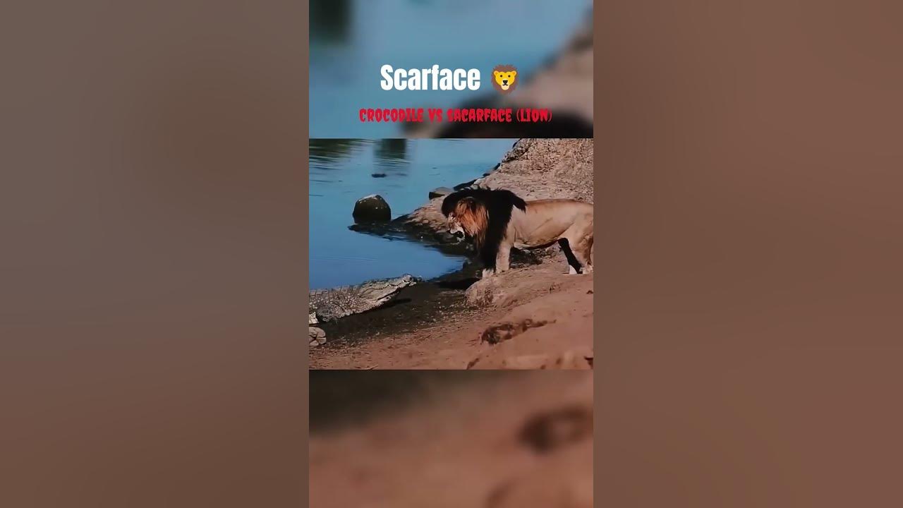 scarface the king 👑 of masai maara!! #music #hiphop #rap #song