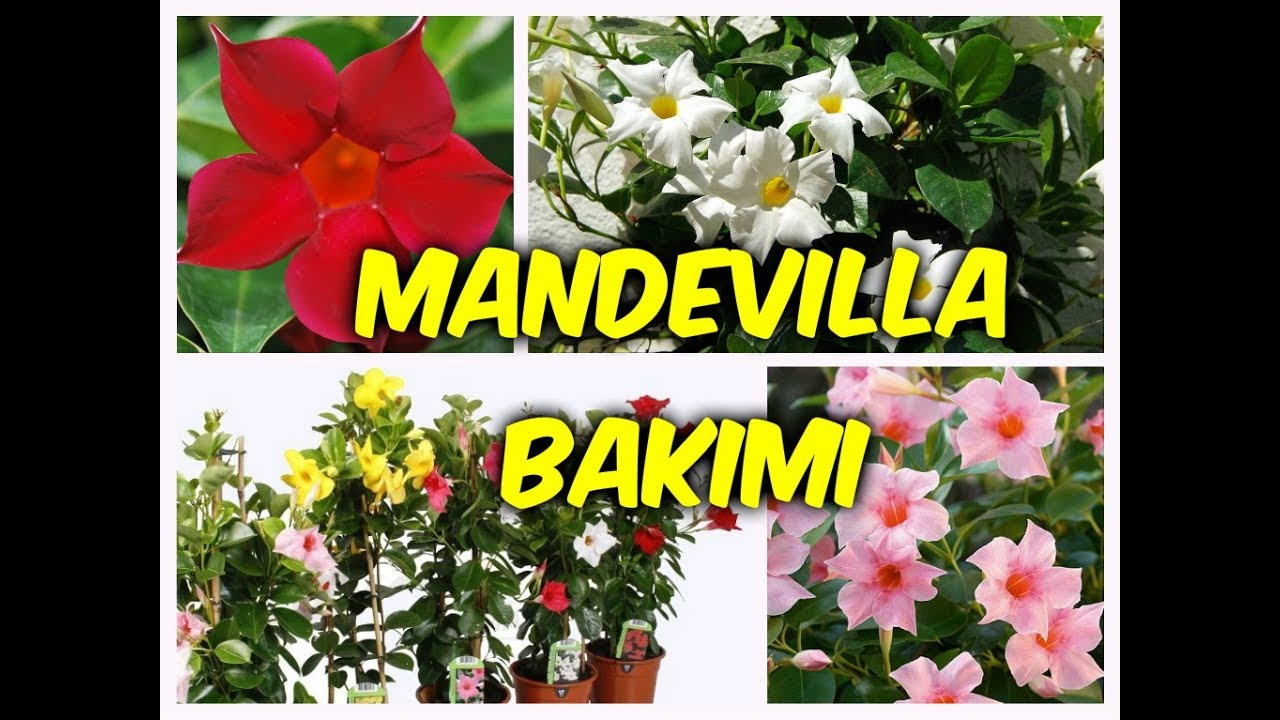 MANDEVİLLA (SUNDAVİLLA) SARMAŞIK ÇiÇEĞİ BAKIMI & YETİŞTİRİLMESİ