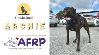 Meet Archer: The Playful Pup Leaping into Hearts and Homes!