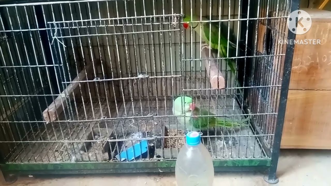 Best breeding tips for All birds hindi urdu 2023_2024|indian parrot breeding tips|Tips for birds