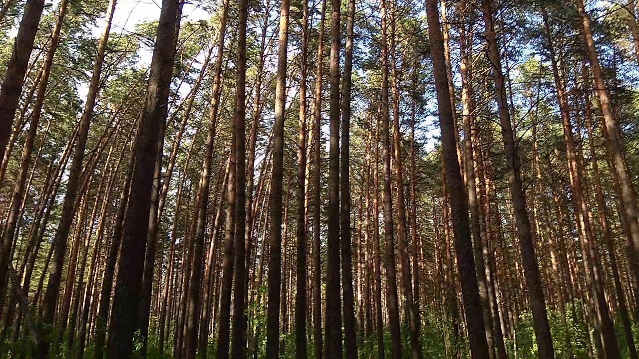 Тсж веста щ новосибирск