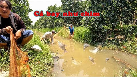 KÉO LƯỚI CÁ BAY NHƯ CHIM | THÁI BÌNH BÙI
