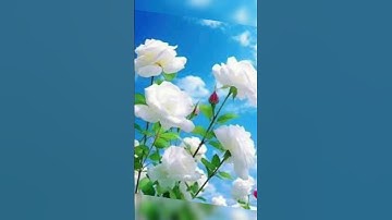 سورة القدر بصوت الشيخ ماهر المعيقلي