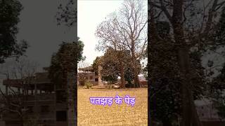 पतझड़ के पेड़ #landscape #forest #naturelovers #gardening #short #ytshorts #youtubeshorts