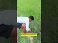 badi ki pomante vodalapoti gadikothundu #trend #comedy #nature #telugu #laugh #kids #vlog #kollamadd
