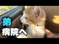 【子猫】はじめての病院で疲れきって寝てしまった子猫
