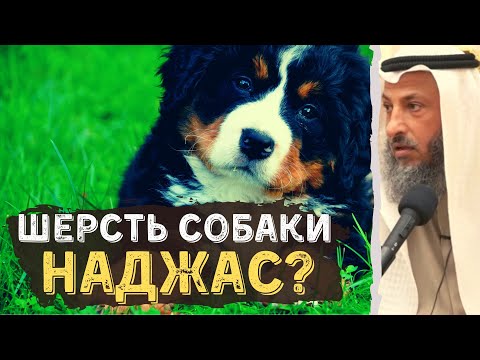 Шерсть собаки наджас (скверна)?