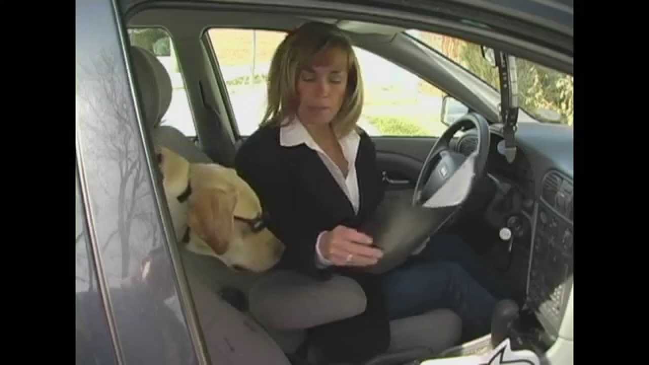 Dog Chauffeur Bronco - YouTube