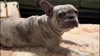 Exotic french bulldogs as emotional support animals #esa