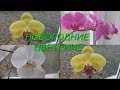 Чудеса цветения орхидей перед НОВЫМ ГОДОМ  Miracles of Orchid Blooming Before New Year