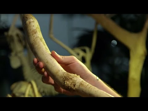 World S Biggest Penis Bone Secrets Of Bone BBC Earth