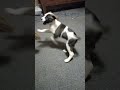 MAGLARO DAW MUNA ANG ASONG MAG-INA BAGO NAMIN KUNIN ANG PUPPY @almalowellsblog#shorts #puppy#dogs