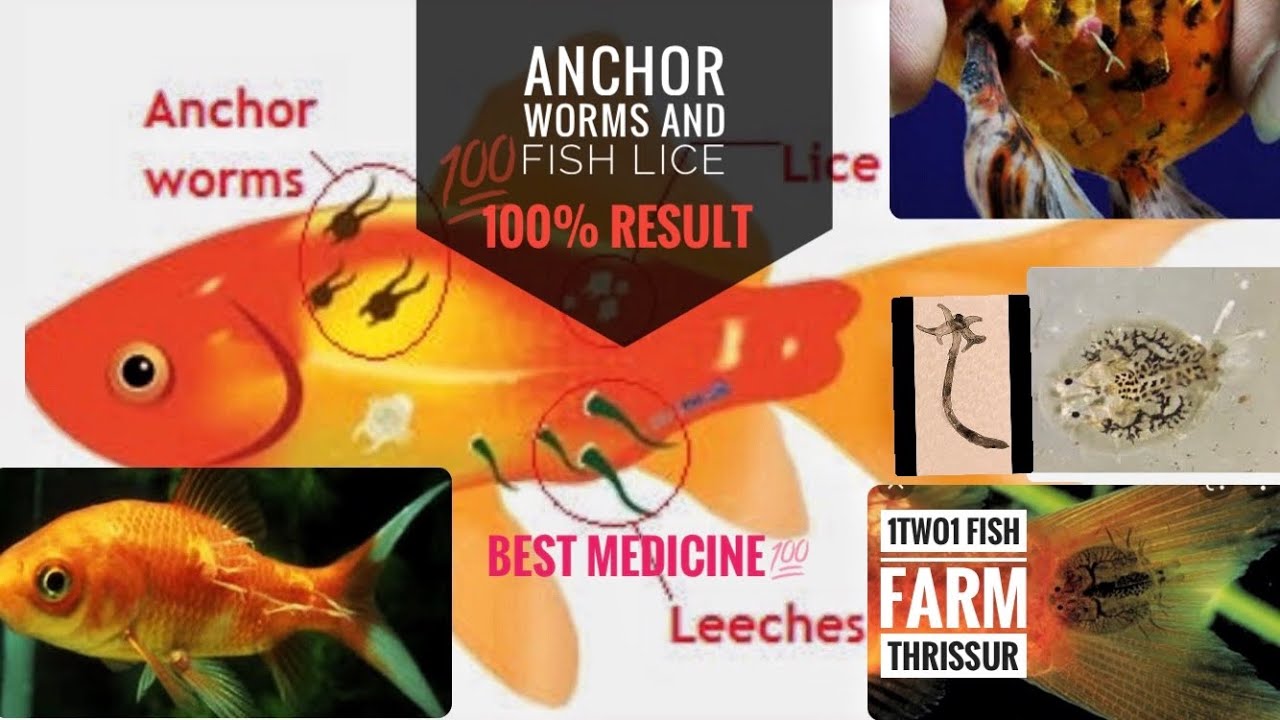 Anchor worm, fish lice treatment 100 effective best medicine 🥳💯