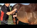 هنجر اكسبلور السويسرية قص شعر الخيل - Heiniger Xplorer Horse Clipper