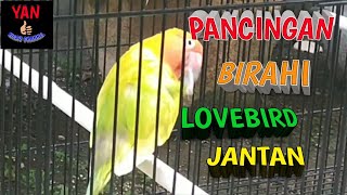 Pancingan Lovebird Jantan Birahi