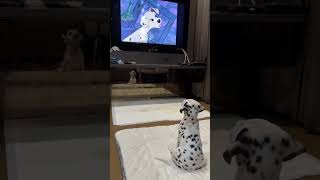 Movie Magic: Dalmatian Pets Mesmerized by 101 Dalmatians!
