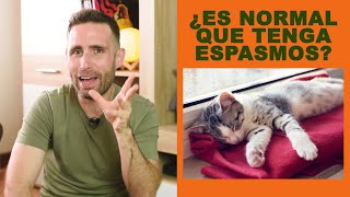 ¿Es normal que mi gato tenga espasmos y temblores cuando está dormido?