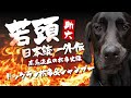 若頭ドッグラン＆シャンプー