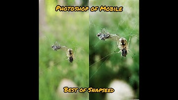 Professional Macro Editing|Snapseed Tutorials for beginners|Mobile Photography 2020