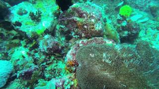 Gopr0004 7 40 Puffer And Trumpets 10 50 White Anenome Crabs 001