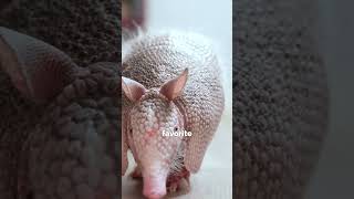 Meet Alan the Armadillo Net Worth