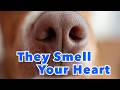 The Invisible World: What Your Dog’s Nose Reveals About You