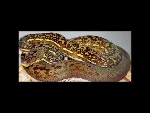 The Python timoriensis or Timor pythons