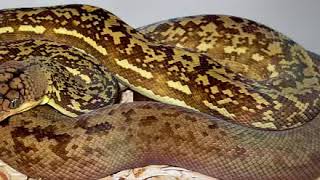 The Python timoriensis or Timor pythons