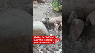 YouTube can require so much patience!