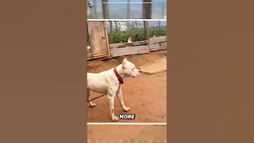 That S Why The Dogo Argentino Is The Best Guard Dog 