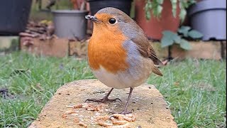 Robin close-up - 3 December 2023