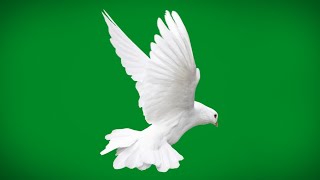 green screen pigeon flying | pigeon green screen video | white dove green screen hd