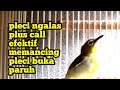 Pancingan Pleci Ngalas Plus Call Ampuh Untuk Pleci Jenis Apapun Memancing Pleci Buka Paruh Mp3 - Mp4 Download