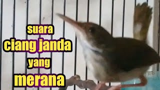 prenjak bawah betina bunyi ciang ciang