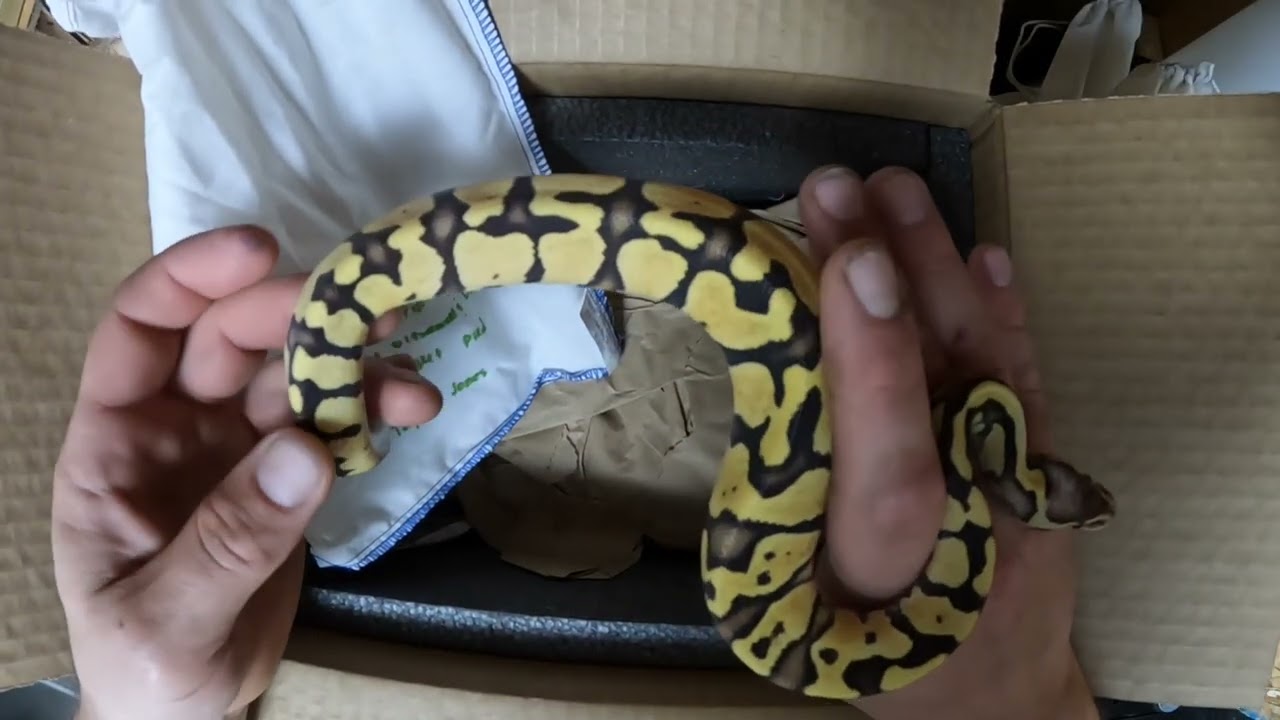 Unboxing new pythons!  The wait is finally over.